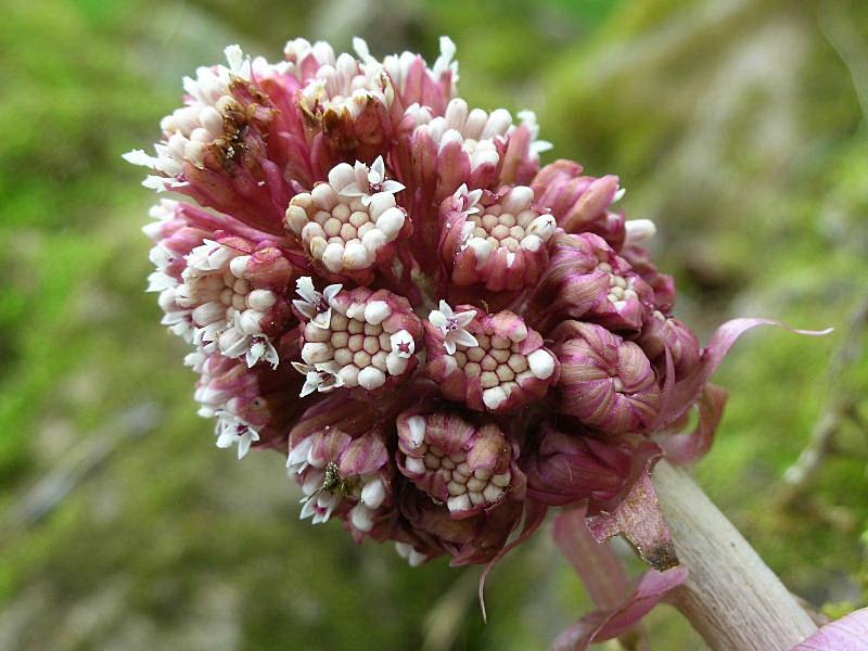 Petasites hybridus / Farfaraccio maggiore